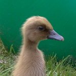 Transparent Transparent