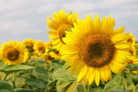sunflowers