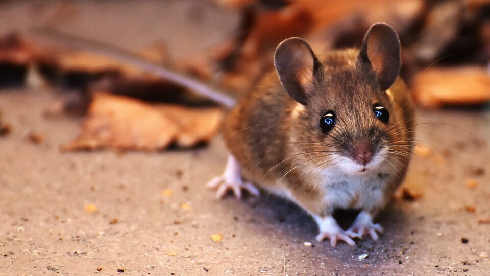 Mice Vermin and Your Heat Pump