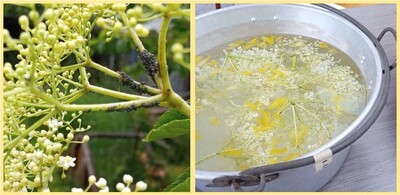 Elderflower