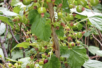 Currant
